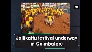 Jallikattu festival underway in Coimbatore  Tamil Nadu News [upl. by Anillek]