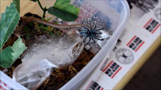 Caribena versicolor HANDLING VogelspinneTarantula Spiderling [upl. by Ashlie]