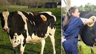 Farmers In Switzerland Drilling Holes In The Stomachs Of Cows For Strange Reasons [upl. by Neveda745]