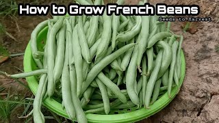 How to Grow French Beans From Seeds at Home  How to Grow Bush Beans Ultimate Guide For High Yields [upl. by Aklam]