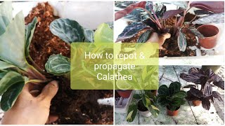 How and when to propagate and repot Calathea [upl. by Palladin]