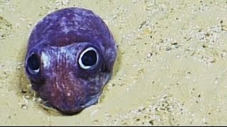 Cute Bobtail Squid  Nautilus Live [upl. by Llemmart399]