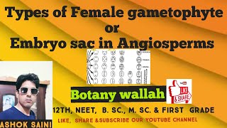 Types of Female gametophyte  Embryo sac  Monosporic  Bisporic and Tetrasporic femalegametophyte [upl. by Gay]