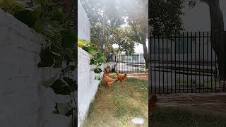 galinhas carijó pescoço pelado se alimentando de folhas de batata doce 🥬🌿🐓 [upl. by Edsel844]