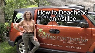 How to Deadhead Astilbe [upl. by Stricklan341]