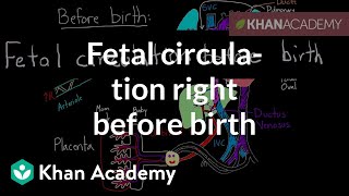 Fetal circulation right before birth  Circulatory system physiology  NCLEXRN  Khan Academy [upl. by Absa229]