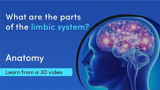 What does the limbic system consist of  MediMagic  3D videos [upl. by Eyaj]