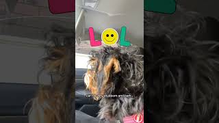 My dog breed the Schnoodle [upl. by Nivek]