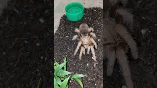 Aphonopelma Michiocan SP Black Femur tarantula animalfacts animals arachnid brianbarczyk ts [upl. by Navar]