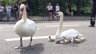 Swan family controls traffic in Denmark [upl. by Boswall262]