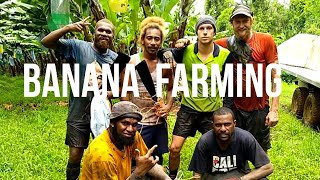 Banana Farming for 2nd Year Visa in Australia  Innisfail Queensland [upl. by Sapienza107]