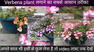 How to grow verbena flower plant  Verbena caring tips and save for nex year  verbena [upl. by Etteniotnna]