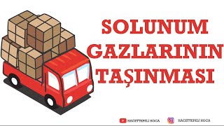 235  SOLUNUM SİSTEMİ9  SOLUNUM GAZLARINN TAŞINMASI  AYT  Hacettepeli Hoca Biyoloji [upl. by Gabbi]