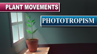 Phototropism [upl. by Eleynad]