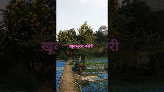 Beautiful hidden nurseries khoobsoorat nursery sapling easygardening [upl. by Sitnerp473]