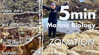 QUICK LESSON FROM A MARINE BIOLOGIST Intertidal Zonation Rockpooling Lesson [upl. by Odlo546]