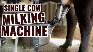 It Takes Just 4 Minutes to Milk Out a Cow With This Electric Milker [upl. by Eicats]