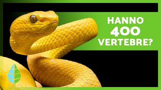 10 CURIOSITÀ sui SERPENTI 🐍 Possono imitarsi NON REGOLANO LA LORO TEMPERATURA [upl. by Toms557]