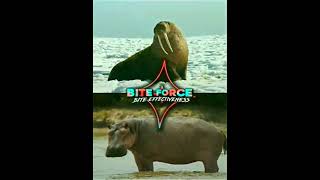 Walrus VS Hippo edit🔥short walrus hippo [upl. by Ibob]