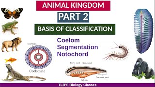 Animal KingdomPart 2Basis of ClassificationCoelomSegmentationNotochordClass 11ZoologyBiju TL [upl. by Ahsenad]