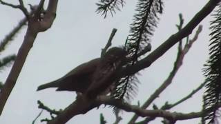 Fenyőrigó  Turdus pilaris  éneke [upl. by Crescentia]