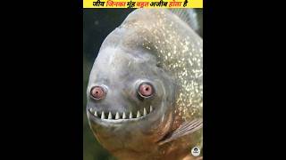 Sea creatures with very strange mouths viral [upl. by Gnouc]