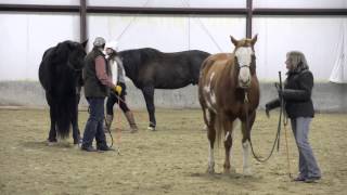 Lillan Roquet Loves to Teach Parelli Natural Horsemanship [upl. by Htelimay]