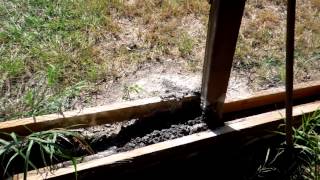 Diatomaceous Earth vs Ants [upl. by Uon]