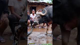 buffalo protects children from python youtubeshorts [upl. by Pepita]