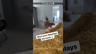 Funny dogs 🤣🤣🤣 Watch till end 🤣🤣🤣 [upl. by Ronnoc]