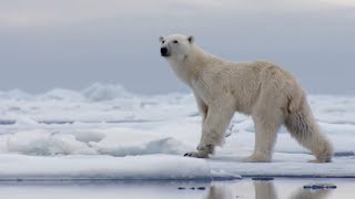 The Best Of Polar Bears  BBC Earth [upl. by Devad467]