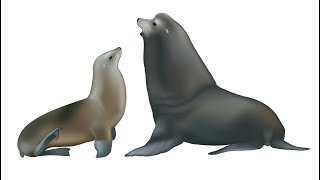 All Sealion Species  Species List [upl. by Allerbag]