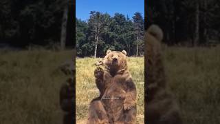 Funny Bears🐻 Funniest Animals Videos  Try Not To Laugh 52 funnyanimals shorts fails funny [upl. by Enomaj]