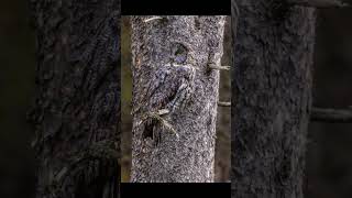 Photographing Great Gray Owls in the forest owl greatgrayowl birds birdphotography [upl. by Broderick]