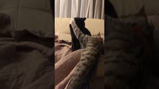 Funny boxing cats cats kittycat catfight meowmoments catlover funny [upl. by Avie]