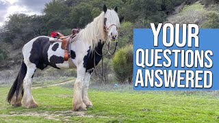 Want a draft horse Heres what you should know [upl. by Gemoets]