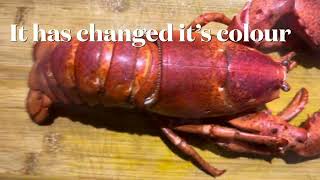 New Cooking Lobster 🦞 at New Year  4K HD [upl. by Spurgeon]