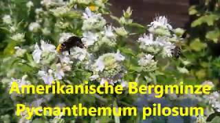 Amerikanische Bergminze  Pycnanthemum pilosum [upl. by Ablasor]