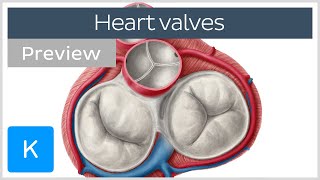 Valves of the heart preview  Human Anatomy  Kenhub [upl. by Lesoj23]