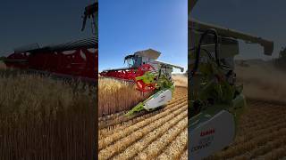 Harvesting oats CLAAS 8800 lexion combine harvester [upl. by Risser288]