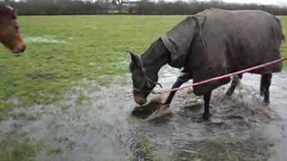 my horse Lady likes puddles [upl. by Eidua]