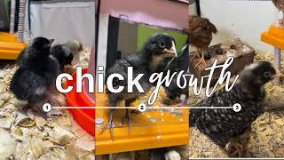 Chick Growth Weeks 13 [upl. by Gayn]