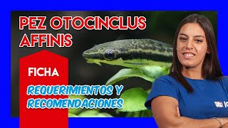 Otocinclus affinis 🐟 Excelente pez come algas  Guía y cuidados  VÍDEO FICHA [upl. by Reba]