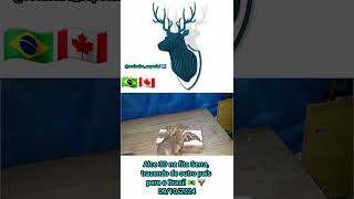 Alce 3D na fita Serra trazendo de outro país para o Brasil 🇧🇷 🇨🇦 🦌 09102024 3D alce natal [upl. by Porett100]