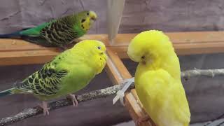 11 Hr Help Quiet Parakeets Sing by Playing This Cute Budgies Chirping Reduce Stress of lonely Bird [upl. by Bashuk]