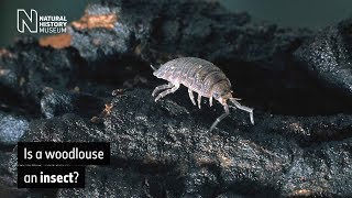 Is a woodlouse an insect  Natural History Museum [upl. by Iago]