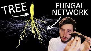 Hidden Mycorrhizal Networks [upl. by Bannerman151]