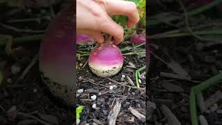 how to compost food waste and use the compost for gardening homecompost harvharvesting [upl. by Ydnahs]