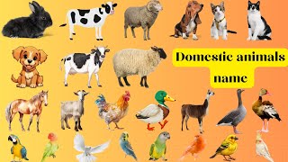 Domestic Animals name in English  Beautiful Domestic Animals name in English with pictures [upl. by Iad]