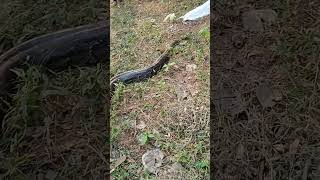 Lets see the big Pythonshortssnake snake [upl. by Kcirrez942]